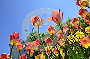 Field of red tulips.Flowerbed with lots of red tulips in May.lots of red tulips in fields