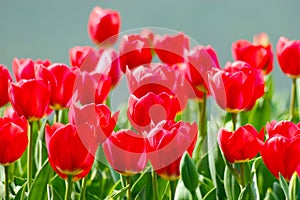 Field of red tulips in the garden