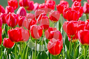 Field of red tulips in the garden