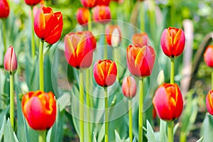 Field of red tulips in the garden