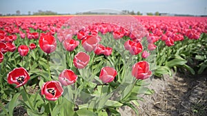 Field with red tulips in Holland
