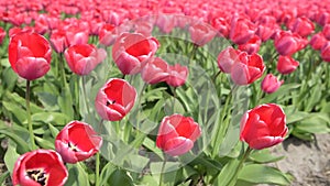 Field with red tulips in Holland