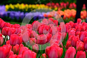 Field of red tulips in Holland , spring time colourful flowers