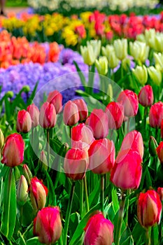 Field of red tulips in Holland , spring time colourful flowers