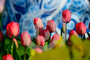 Field of red tulips in Holland , spring time colourful flowers