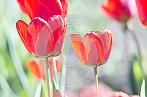Field of red tulips