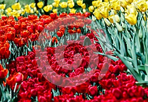 Field of red tulips with selective focus. Garden with flowers. Natural blooming.
