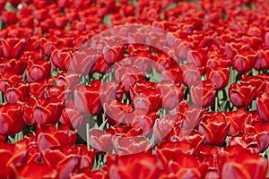 Field of red tulips.