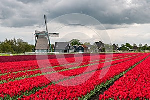 Field with red tulips and a windmill in springtime