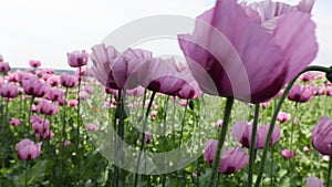 Field of red violett Poppy Flowers in Summer