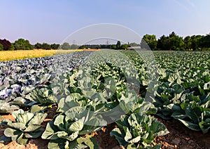 Field with Red and White Cabbage