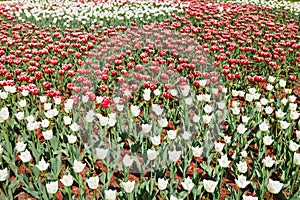 Field of red and white decorative tulip flowers