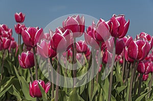 A field with red white tulips, with a background of a clear blue sky, the stems with leaves are bright green and quite long