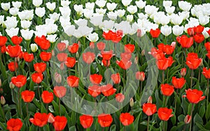 Field of red and white tulips. Flower bed in a park or garden outside. Spring time. Selective focus, high angle view