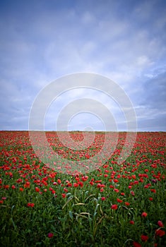 Field with red wild poppies photo