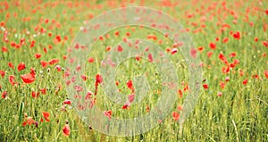 Field of red wild poppy flowers growing in green unripe wheat