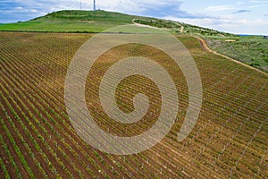 Field of red wine grape vineyard