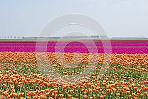 Field of red yellow anmd purple tulips in holland