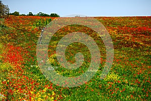 Field of red and yellow poppies in Apulia, Italy