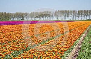 Field of red yellow and purple tulips in holland