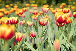 Field of Red and Yellow Tulips at the Garden