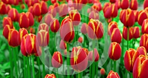 Field of red yellow tulips, lots of bright spring flowers, beautiful landscape