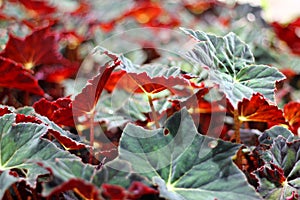 Field of reddish green leaves