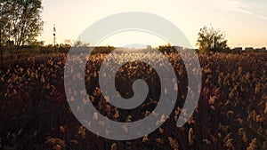 Field of reed sunset