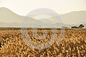 The field of reeds in South Korea photo