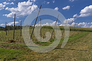 Field in the region of hallertau, Bayern (germany)