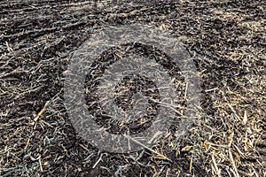 Field with removed harvested crop. Chernozem soil black soil. photo