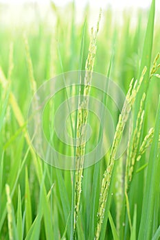 Field Rice