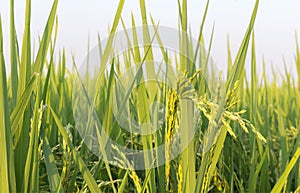 Field of rice and grains