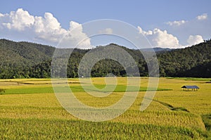 The field of rice before harvest at country