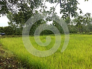 Field of rice in Isaan Thailand