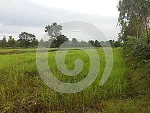Field of rice in Isaan Thailand 3