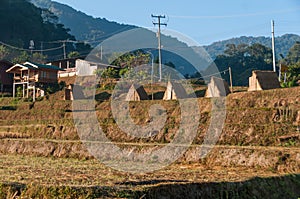 Field rice at Mae Klang Luang Villag