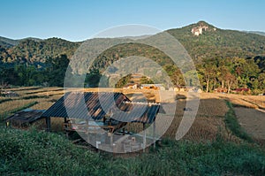 Field rice at Mae Klang Luang Villag