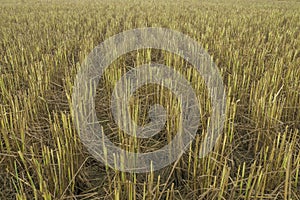 Field of rice plant stub after harvesting