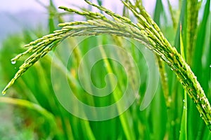 Field of rice seedlings