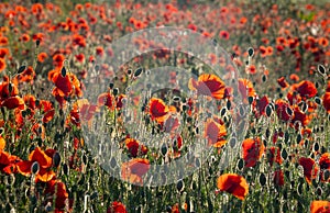 Field of rich Red Poppies