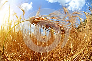 Field with ripe barley ears