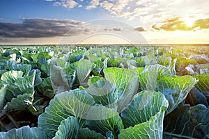 Field of ripe cabbage under a sunny sky