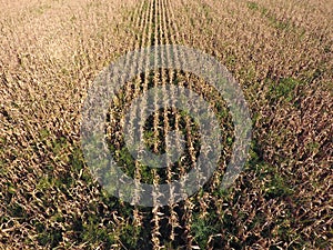 Field with ripe corn. Dry stalks of corn. View of the cornfield from above. Corn plantation, mature cobs, ready to harvest.