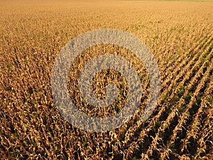 Field with ripe corn. Dry stalks of corn. View of the cornfield from above. Corn plantation, mature cobs, ready to harvest.