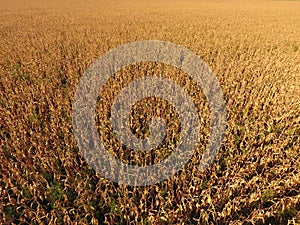 Field with ripe corn. Dry stalks of corn. View of the cornfield from above. Corn plantation, mature cobs, ready to harvest.