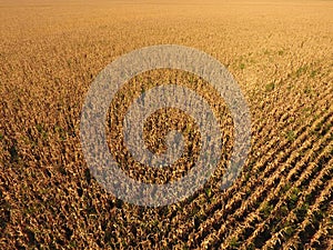 Field with ripe corn. Dry stalks of corn. View of the cornfield from above. Corn plantation, mature cobs, ready to harvest.