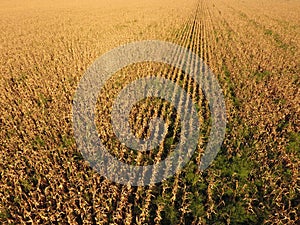 Field with ripe corn. Dry stalks of corn. View of the cornfield from above. Corn plantation, mature cobs, ready to harvest.