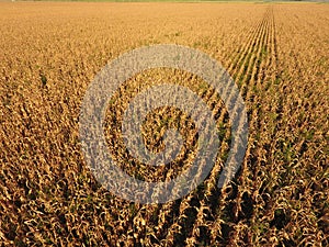 Field with ripe corn. Dry stalks of corn. View of the cornfield from above. Corn plantation, mature cobs, ready to harvest.