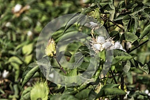 Field of ripe cotton balls in the countryside